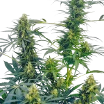 Guerrilla's Gusto Regular Sensi Seeds