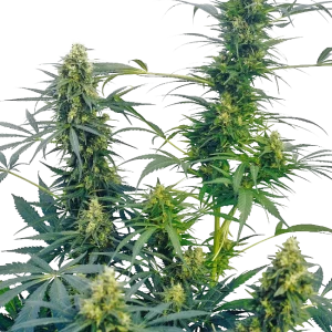 Guerrilla's Gusto Regular Sensi Seeds