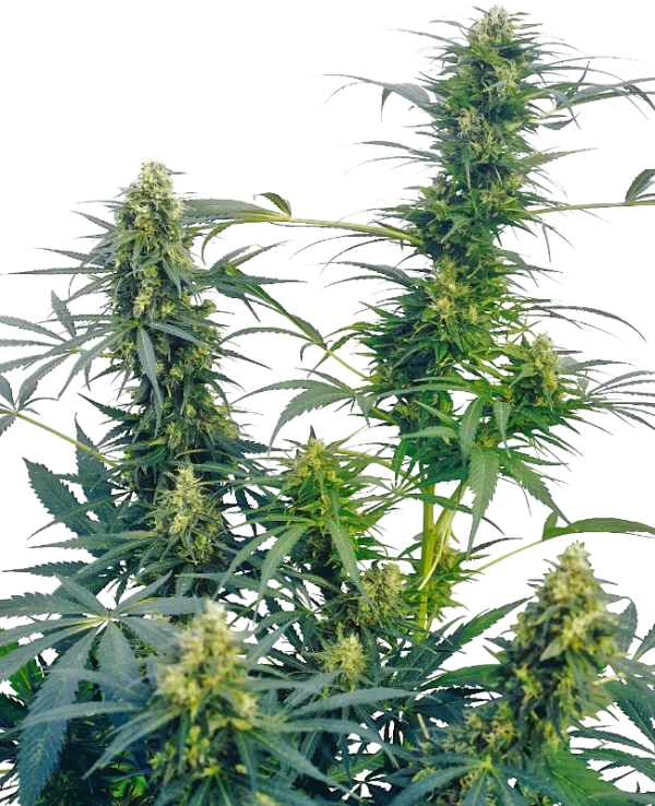 Guerrilla's Gusto Regular Sensi Seeds