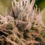 Jack Diesel Auto Positronics Seeds