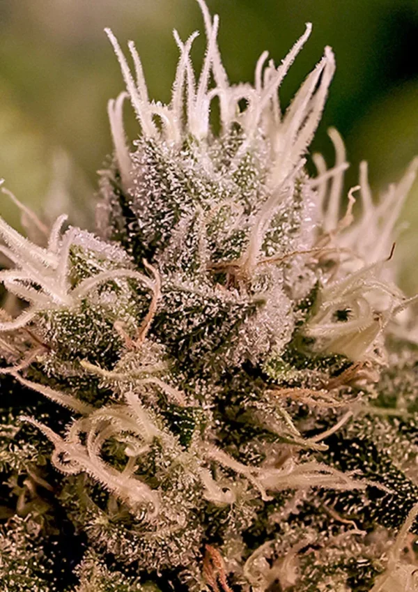 Jack Diesel Auto Positronics Seeds