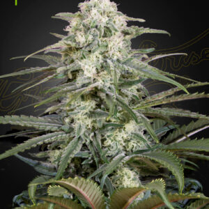 Kalashnikova Auto Green House Seeds