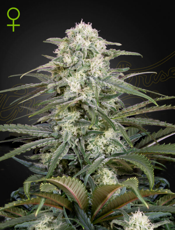 Kalashnikova Auto Green House Seeds