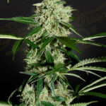 Northern Lights Auto Green House Seeds