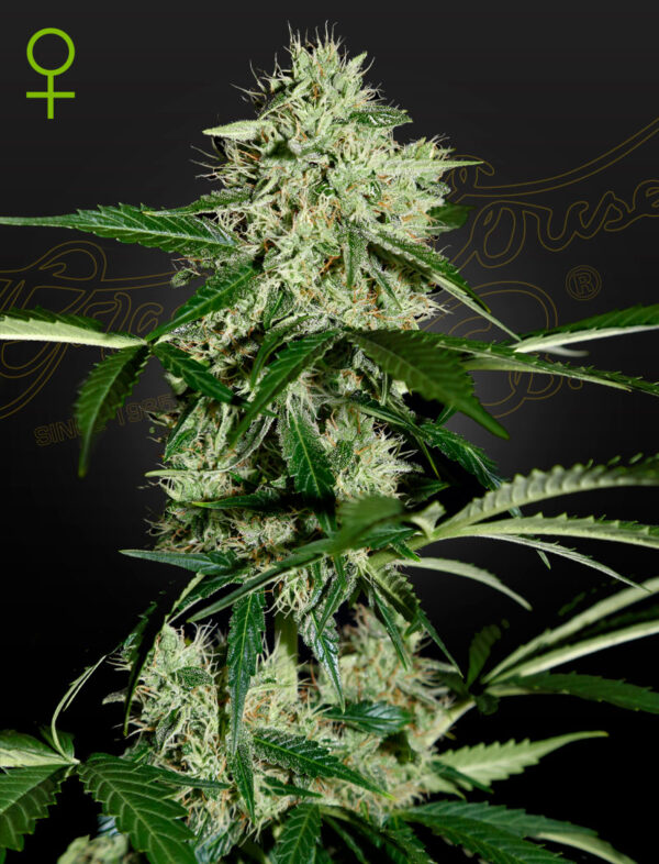 Northern Lights Auto Green House Seeds