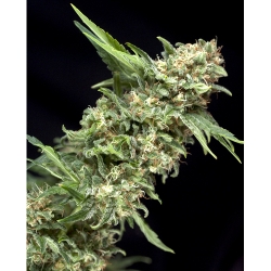 Alpujarreña de Pyramid Semilla Feminizada de Cannabis