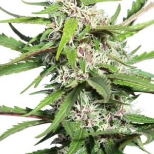 AutoFrisian Dew (Dutch Passion)Semilla Autofloreciente Cannabis
