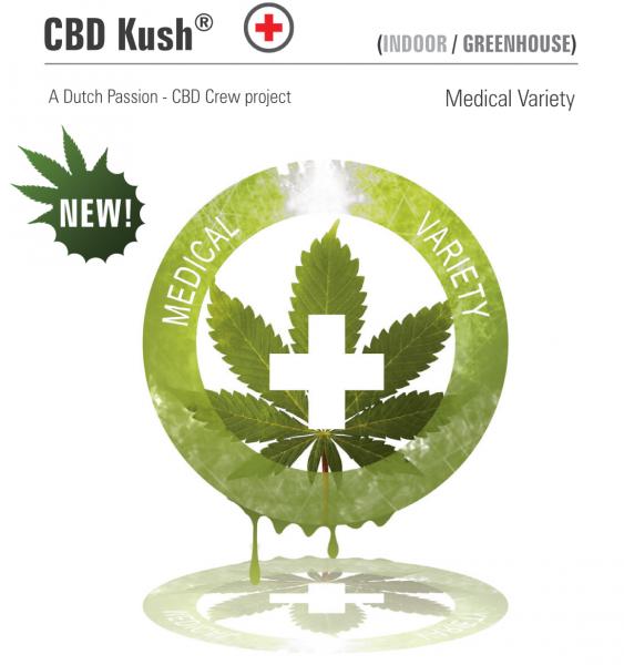 CBD Kush (Dutch Passion) Semilla Feminizada de Marihuana