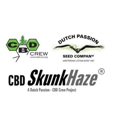 CBD Skunk Haze (Dutch Passion) Semilla Feminizada de Cannabis