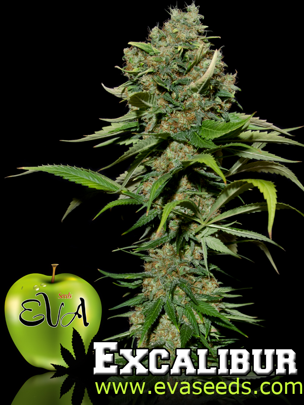 Excalibur (Eva Seeds) Semilla Feminizada de Cannabis