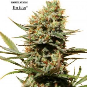 The Edge (Dutch Passion) Semilla Feminizada de Cannabis