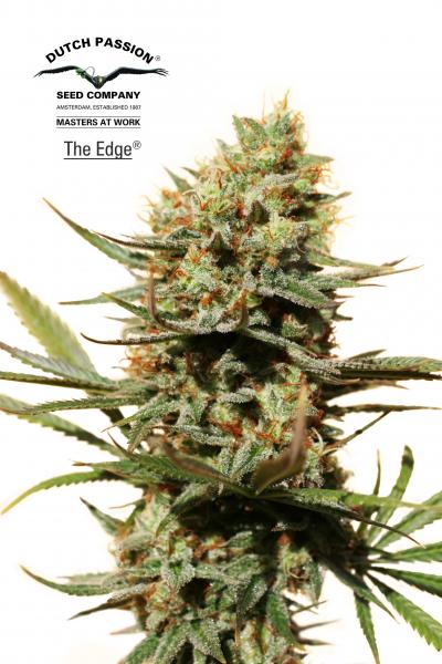 The Edge (Dutch Passion) Semilla Feminizada de Cannabis