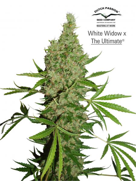White Widow x The Ultimate (Regular) Semilla Cannabis de Dutch Passion Seeds