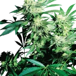 Skunk Kush Feminizada Sensi Seeds