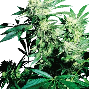 Skunk Kush Feminizada Sensi Seeds