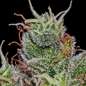 SuperCheese Auto Positronics Seeds