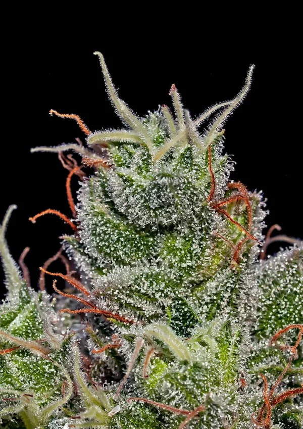 SuperCheese Auto Positronics Seeds