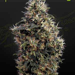 Sweet Mango Auto Green House Seeds