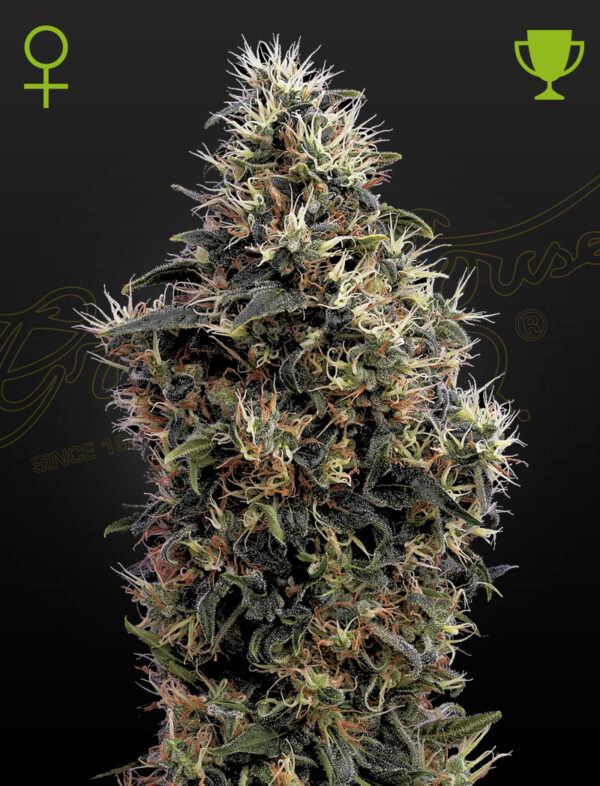 Sweet Mango Auto Green House Seeds