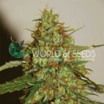 Wild Thailand Ryder Auto (World of Seeds)