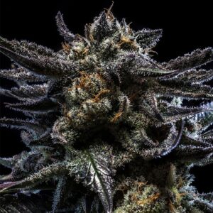 Zombie Kush Feminizada Ripper Seeds