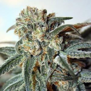 Zombie Kush Feminizada Ripper Seeds