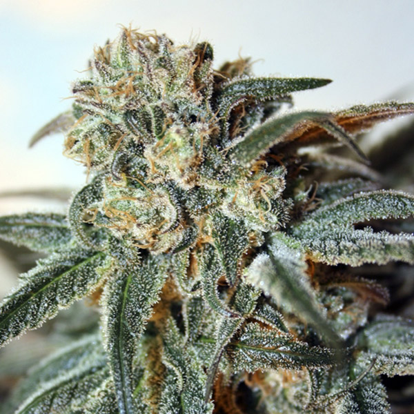 Zombie Kush Feminizada Ripper Seeds