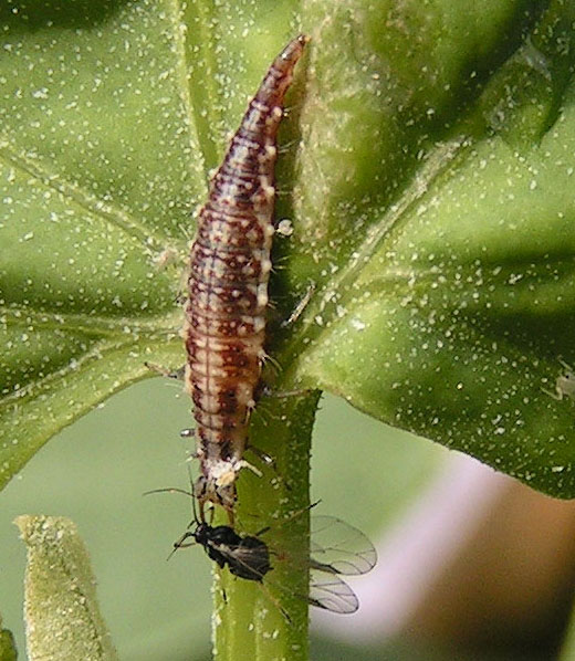Chrysoperla (contra Pulgón lucha biológica para combatir plagas en el cultivo