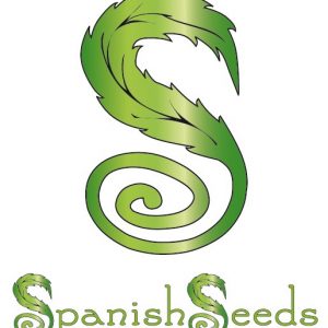 Hindu Kush x Hindu Kush (Spanish Seeds)