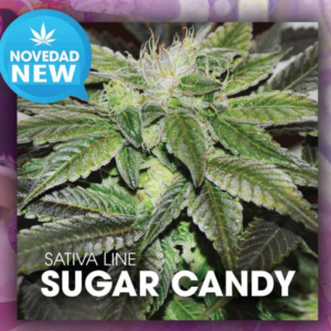 SUGAR CANDY NOVEDAD DELICIOUS SEEDS