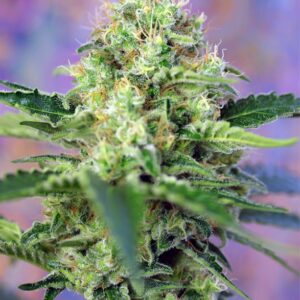 CRYSTAL CANDY® (SWEET SEEDS) (Semillas feminizadas