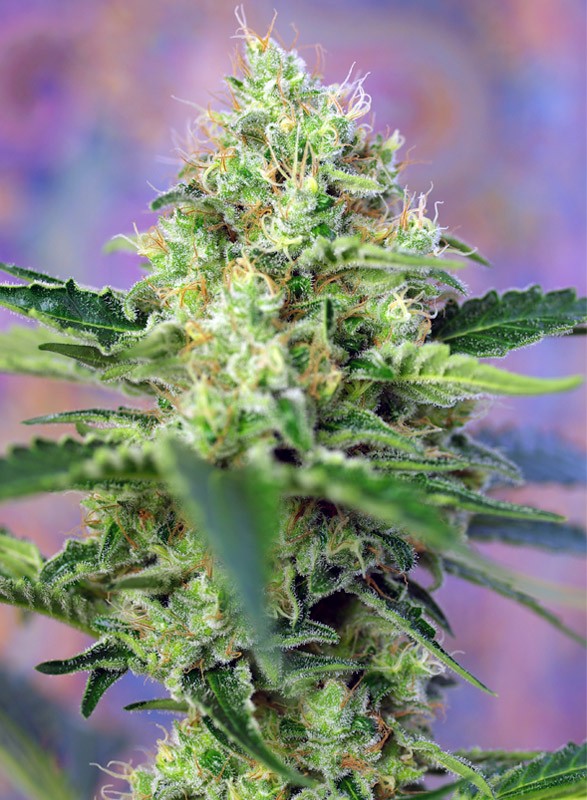 CRYSTAL CANDY® (SWEET SEEDS) (Semillas feminizadas