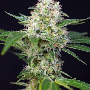 CRYSTAL CANDY® (SWEET SEEDS) (Semillas)