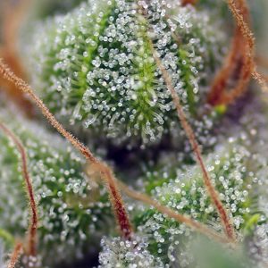 CRYSTAL CANDY® (SWEET SEEDS) (Semillas)