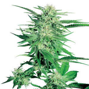 Semillas Big Bud Feminizada Sensi Seeds