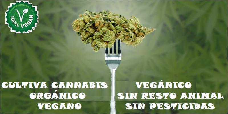 Cannabis Veganico
