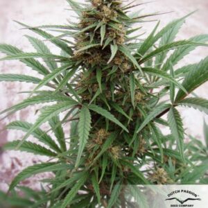 CBD ComPassion (Dutch Passion) Semilla Feminizada de Cannabis