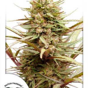 CBD ComPassion (Dutch Passion) Semilla Feminizada de Cannabis
