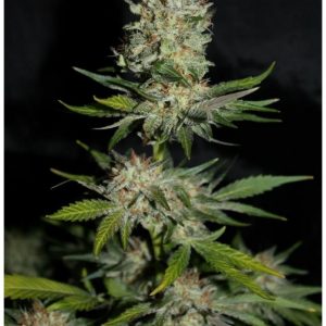 Houchie Kouchie Kush (Makka Seeds) Semilla Feminizada Cannabis