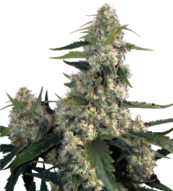 Quasar (Buddha Seeds) Semilla Feminizada de Cannabis