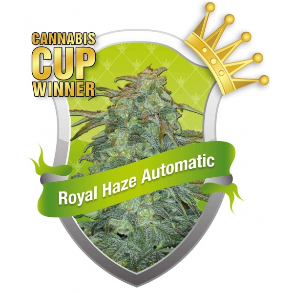 Semillas Royal Haze Automatic Feminizadas de Royal Queen Seeds