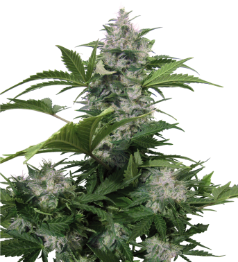 White Dwarf Auto (Buddha Seeds) Semilla Autofloreciente Cannabis Feminizada