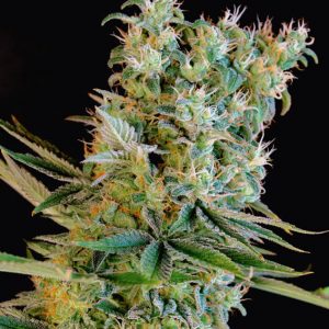 Amnesia Bilbo (Genehtik Seeds) Semilla feminizada Cannabis-Marihuana