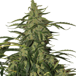 Auto Deimos Feminizada (Buddha Seeds)