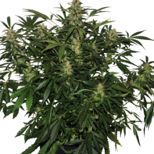 Auto Deimos Feminizada (Buddha Seeds)