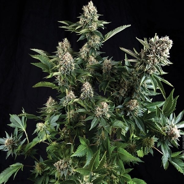 Auto White Widow (Pyramid) Semilla Feminizada Autofloreciente Cannabis-Marihuana