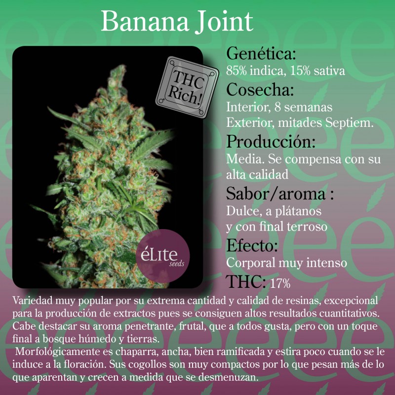 Banana Joint (Elite Seeds) Semilla Feminizada