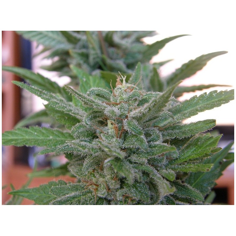 Brooklyn Mango (Dr. Underground Seeds) Semillas Feminizadas Cannabis-Marihuana