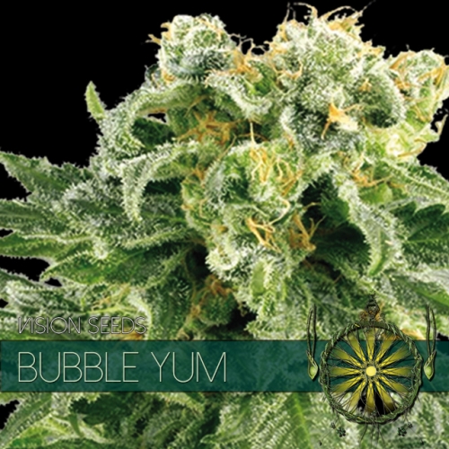 Bubble Yum Vision Seeds