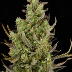 Critical+ Autoflowering Semilla (Dinafem)Critical+ Autoflowering Semilla (Dinafem)